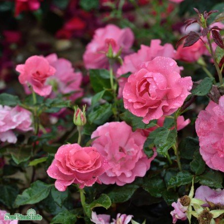 Modern buskros 'Romanze' 5-pack barrot