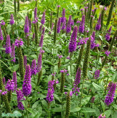 Hällveronika 'First Match' 11cm kruka