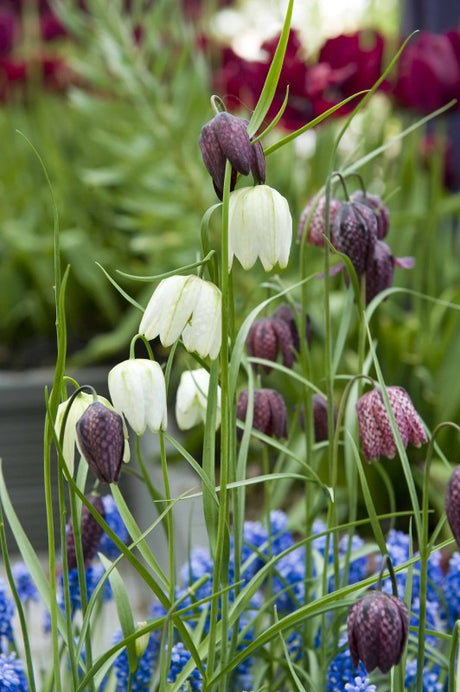 Kungsängslilja Mix 15st