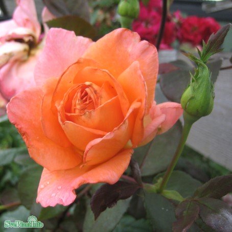 Rabattros 'Whisky Mac' 10-pack barrotad