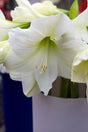 Amaryllis 'Denver' 1st