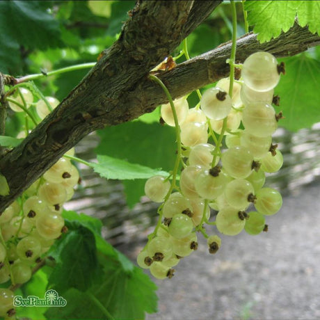 Vita vinbär 'Vita Holländska' 1-pack i kruka