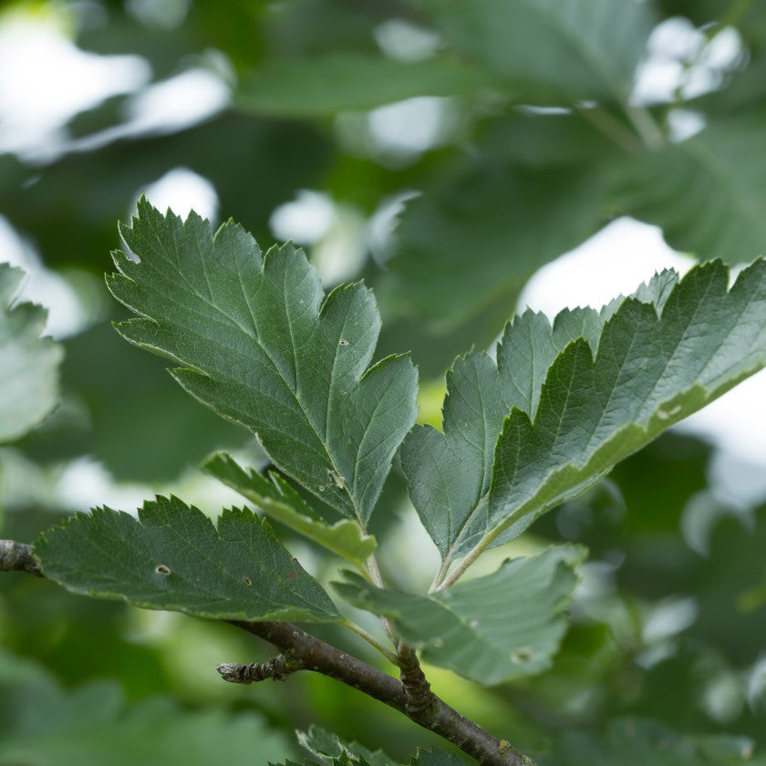 Oxel 10-pack barrotad 40-60cm