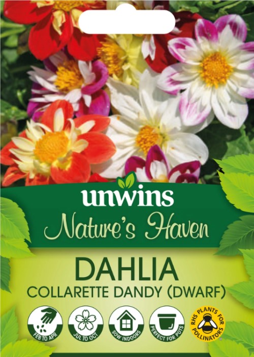 Sommardahlia 'Collarette Dandy Mix'