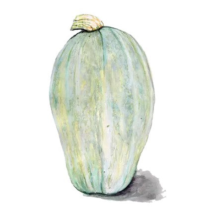 Vintersquash 'Yakima' Svenskodlat frö