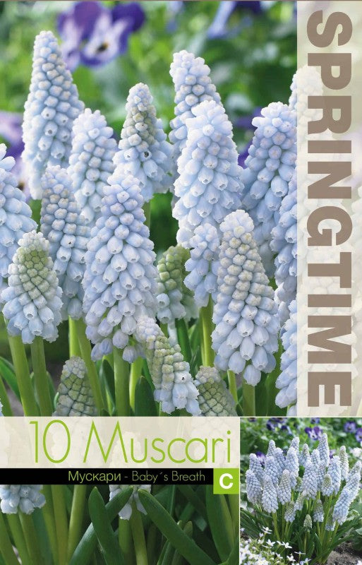 Pärlhyacint 'Babys Breath' 10st