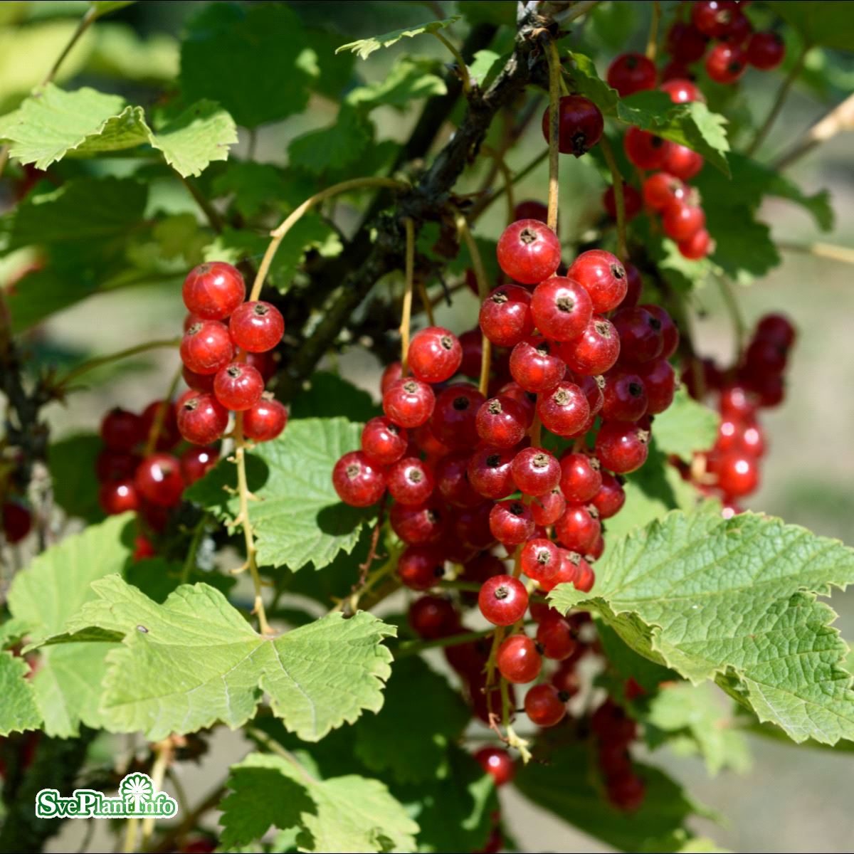 Röda vinbär 'Jonkheer van Tetz' 1-pack i kruka