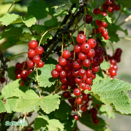 Röda vinbär 'Jonkheer van Tetz' 5-pack i kruka