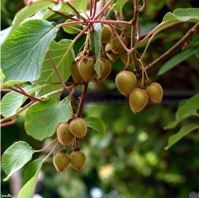 Kiwi 'Jenny' 3-pack i kruka