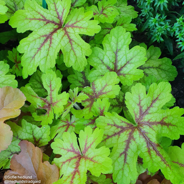 Klockvippa 'Stoplight' 12cm kruka