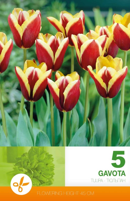 Triumphtulpan 'Gavota' 5st