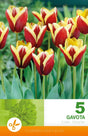 Triumphtulpan 'Gavota' 5st