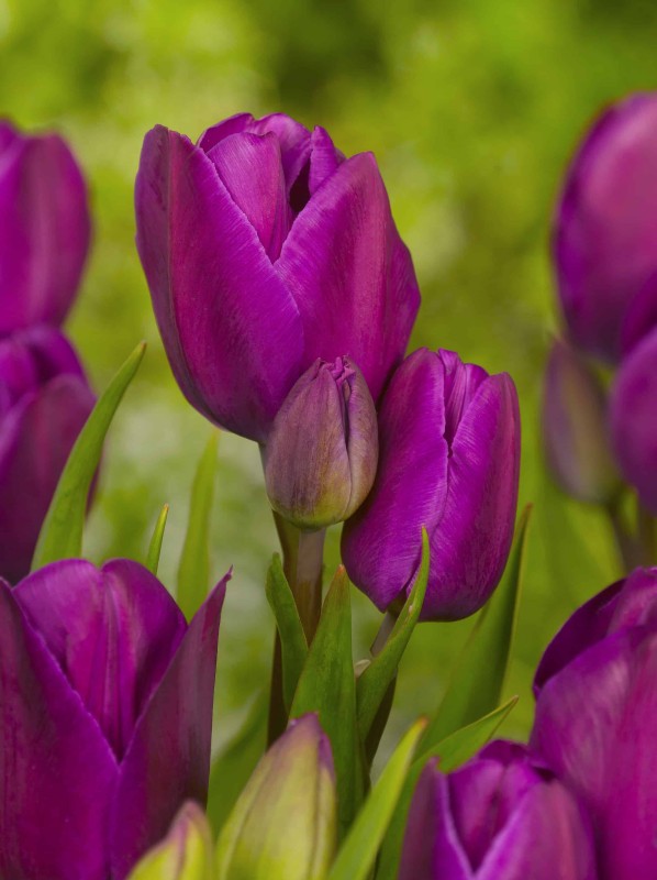 Multi Flowering Tulpan 'Night Club' 8st