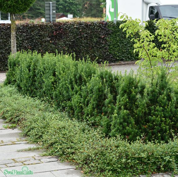 Hybrididegran 'Hillii'' 100-pack 1L