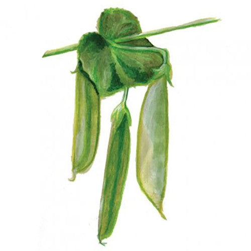 Sockerärt 'Engelsk Sabel' Svenskodlat frö