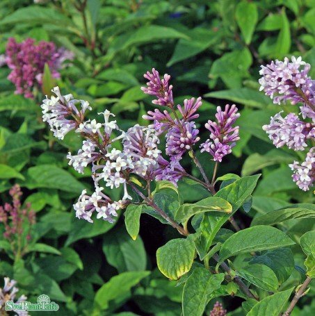 Ungersk syren 100-p barrotad 30-50cm