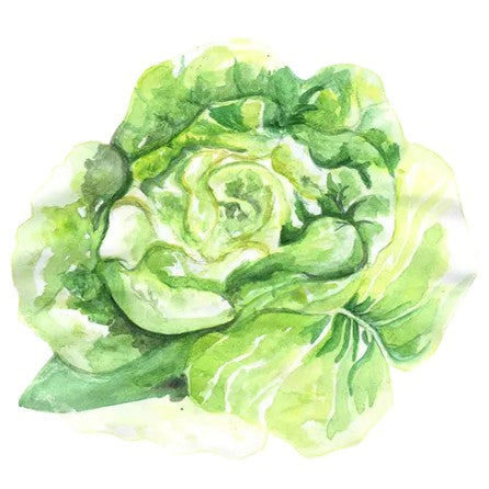 Huvudsallat 'Briweri' Svenskodlat frö