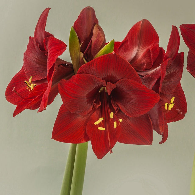 Amaryllis 'Magnum' 1st
