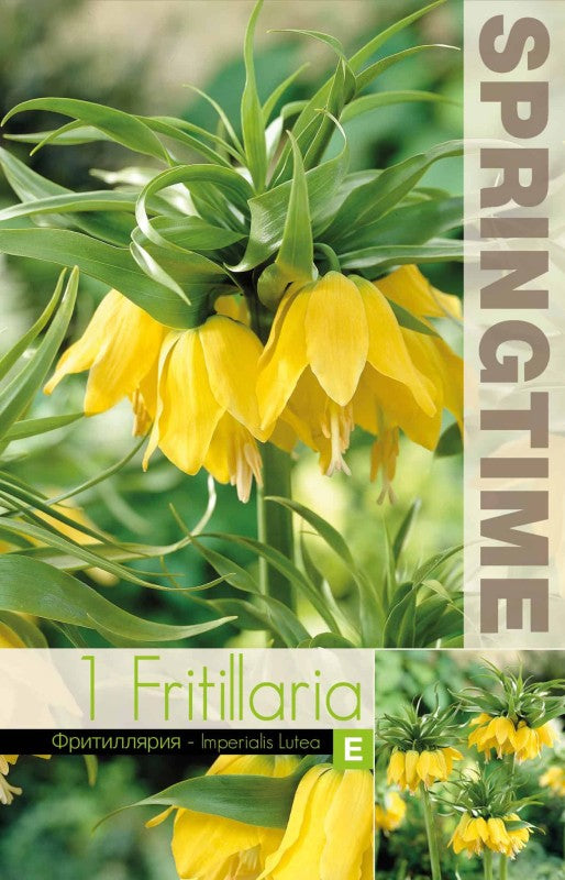 Kejsarkrona 'Lutea' 1st