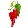Chili 'Ezpeleta' Svenskodlat frö