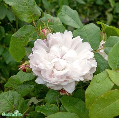 Portlandros 'White Jacques Cartier' 5-pack barrot