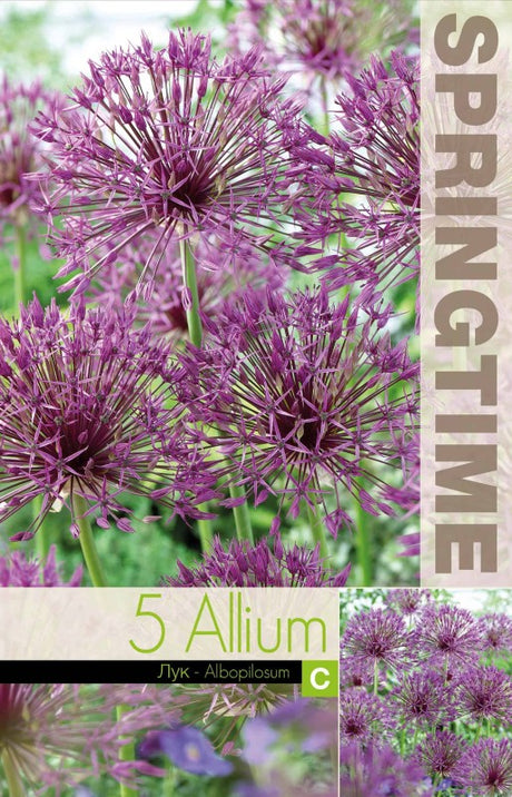 Allium, Stäpplök 'Albopilosum' 5st