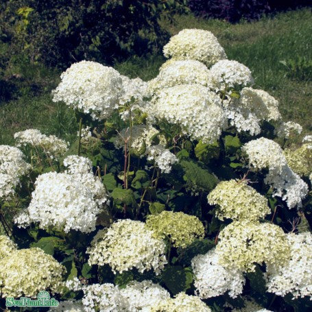 Vidjehortensia 'Annabelle' co 10-pack