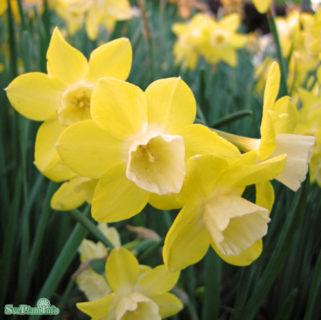 Narciss 'Pipit' 5st