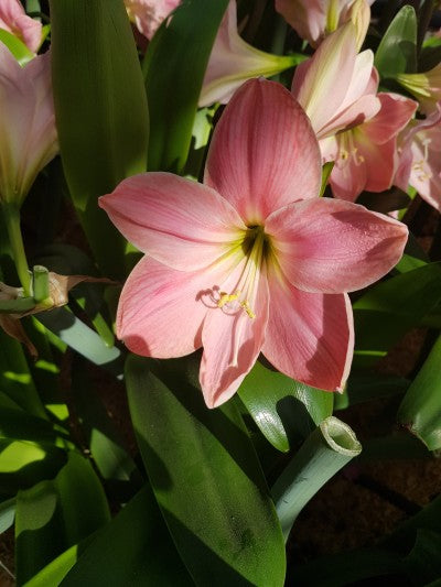 Amaryllis 'Sweet Star' 1st