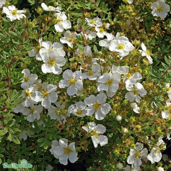 Trädgårdstok 'Sandved' 100-p barrotad 20-40cm