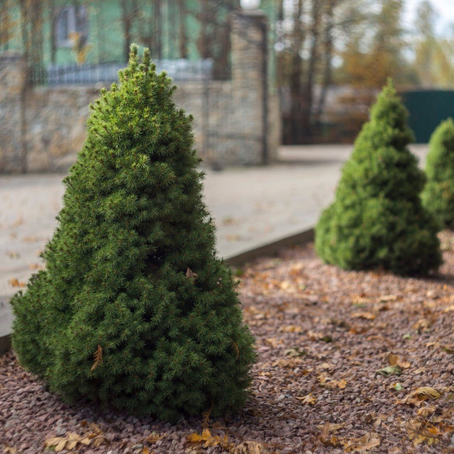 Sockertoppsgran 'Conica' 60-80 co