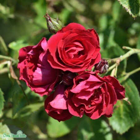 Klätterros 'Flammentanz' 5-pack barrotad