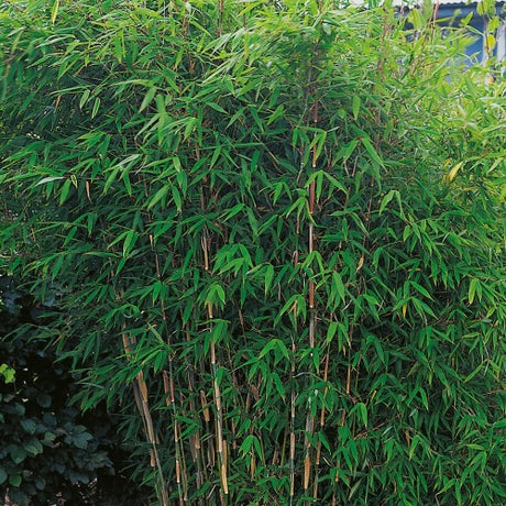 Bergbambu 'Dino' co 1-pack