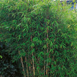 Bergbambu 'Dino' co 3-pack