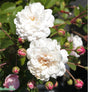 Sempervirens-ros 'Little White Pet' 1-pack barrotad