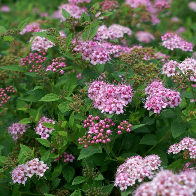 Praktspirea 'Little Princess' 10-pack i kruka