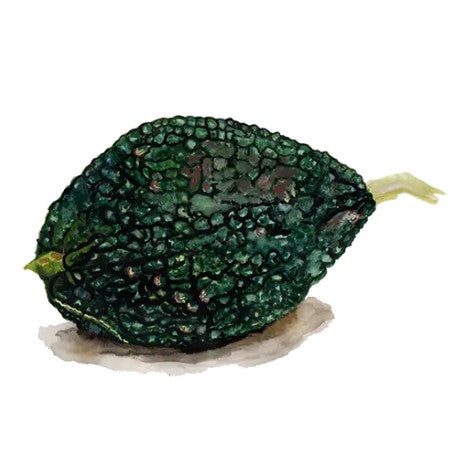 Vintersquash 'Green Hubbard Chicago Warted' Svenskodlat frö