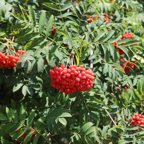 Rönn 100-pack barrotad 40-60cm