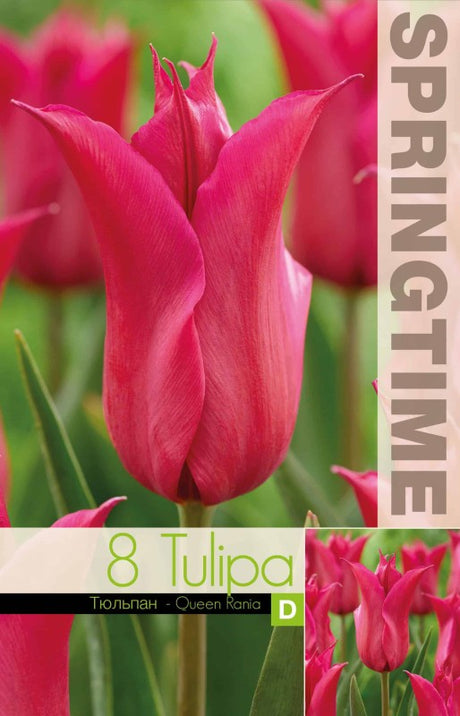 Liljetulpan 'Queen Rania' 8st