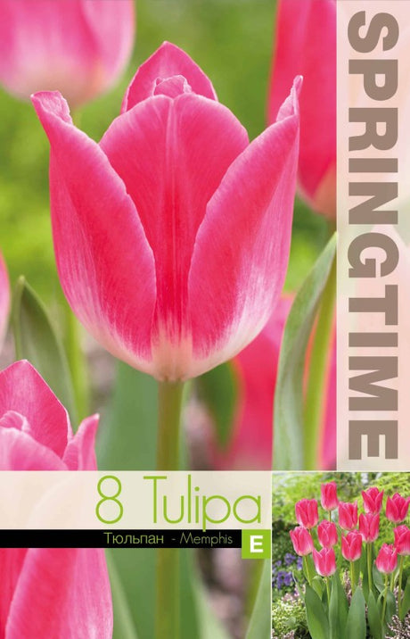 Triumphtulpan 'Memphis' 8st