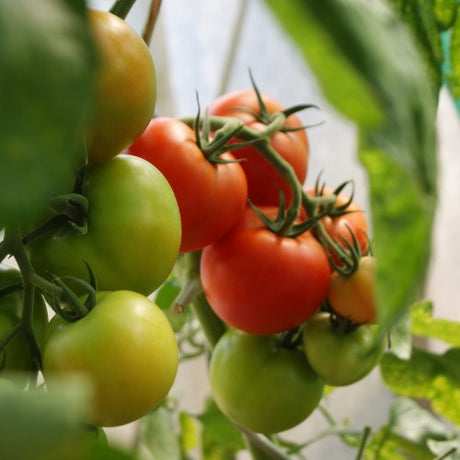 Klassisk Tomat 'Potentat II' Frö