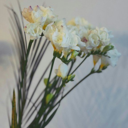 Freesia 'Double White' 5st