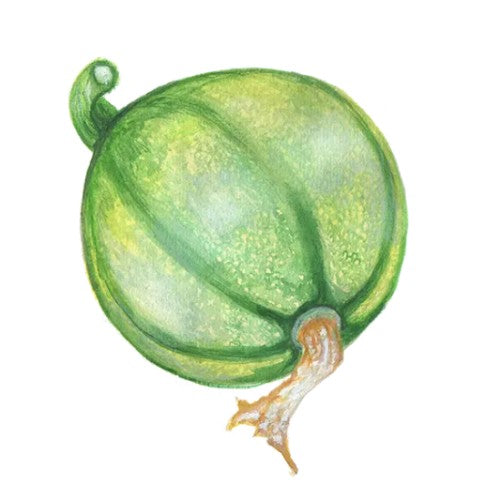 Sommarsquash 'Tondo Chiaro di Nizza' Svenskodlat frö