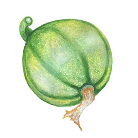 Sommarsquash 'Tondo Chiaro di Nizza' Svenskodlat frö