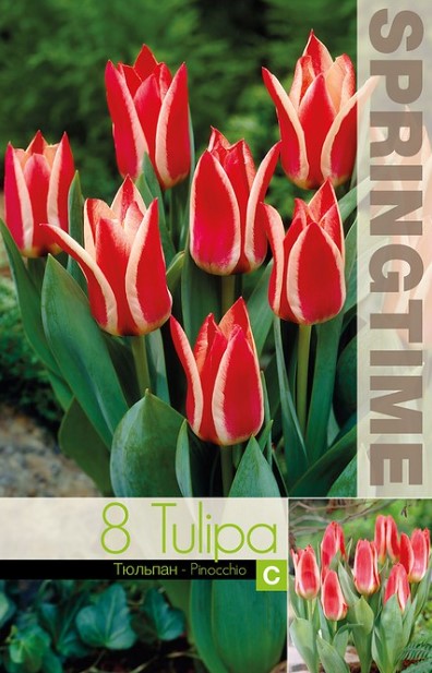 Botanisk Tulpan 'Pinocchio' 8st