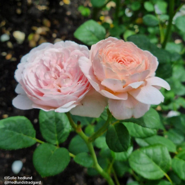 Austinros 'Queen of Sweden' 1-pack barrotad