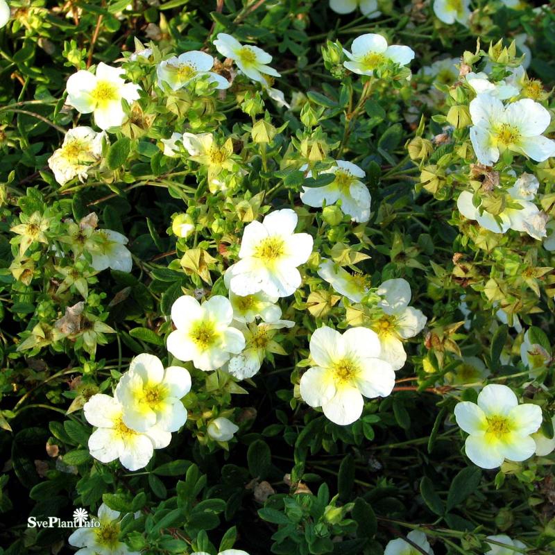 Trädgårdstok 'Limelight' co 3-pack