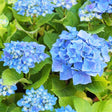 Trädgårdshortensia 'Nikko Blue' co 1-pack