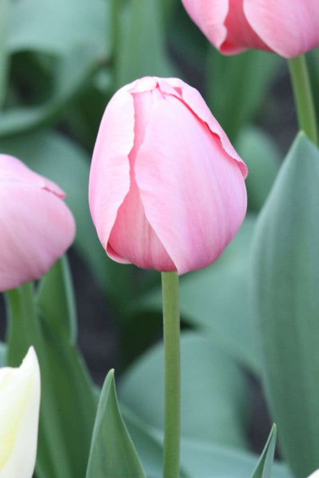 Kejsartulpan 'Poco Loco' 8st