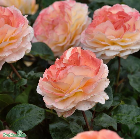 Tehybridros 'Bitten Clausen' 1-pack barrot